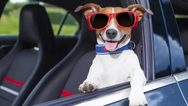 PERROS COCHE VENTANILLA  A tu perro le gusta sacar la cabeza por la  ventanilla del coche: esta es la multa si lo hace