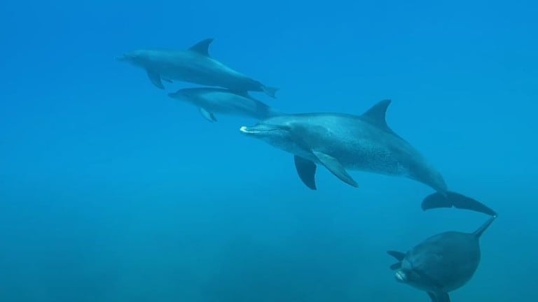 Así duerme una manada de delfines mulares en la profundidad del océano