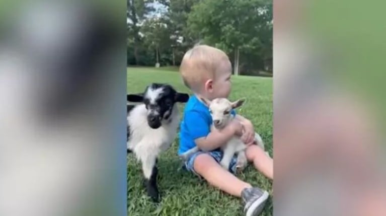 Así es la adorable relación entre este niño de dos años y los cabritos de su familia