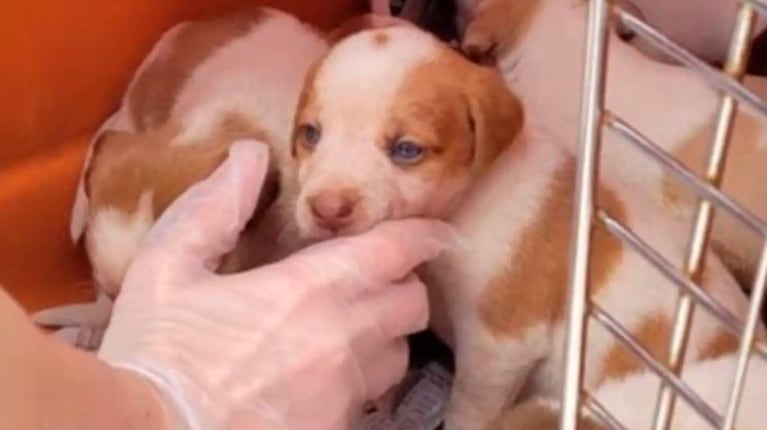 Así salvaron a 30 cachorros que habían sido abandonados dentro de una caja: las fotos