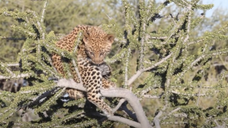 Atrapan a este par de cachorros de leopardo jugando juntos mientras su madre no está presente