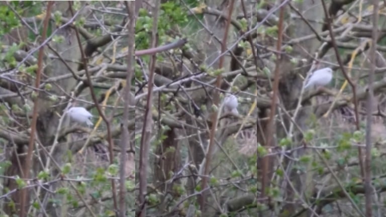 Avistan un petirrojo blanco increíblemente raro en el Reino Unido