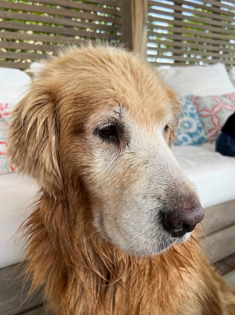 Ayrton, la mascota de Nacho que falleció.