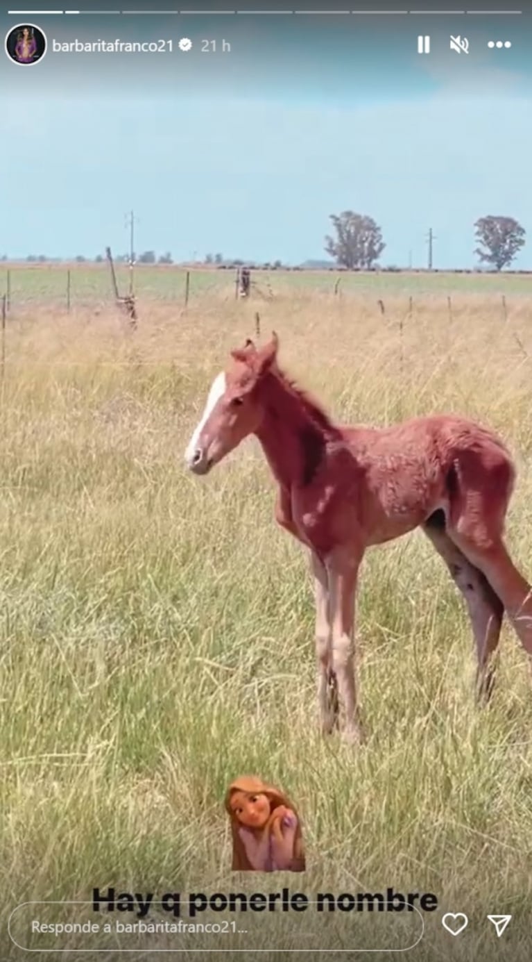 Barby Franco anunció que su yegua fue mamá y mostró al animalito recién nacido