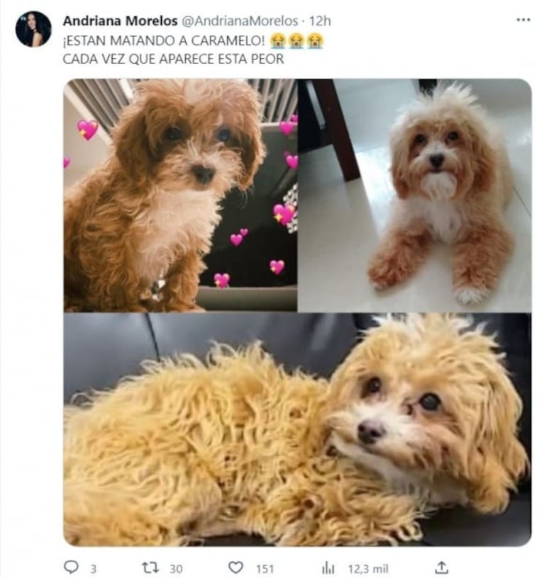 Caramelo, el perro de Gran Hermano, generó preocupación: la foto que despertó la polémica