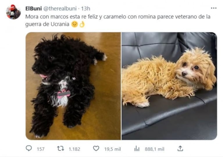 Caramelo, el perro de Gran Hermano, generó preocupación: la foto que despertó la polémica