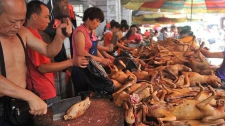 China abre su feria anual de carne de perro en plena pandemia