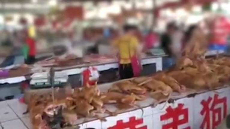 China abre su feria anual de carne de perro en plena pandemia