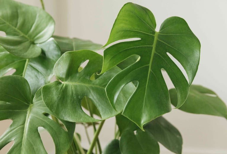 Dominique decoró su patio trasero con una planta Monstera.