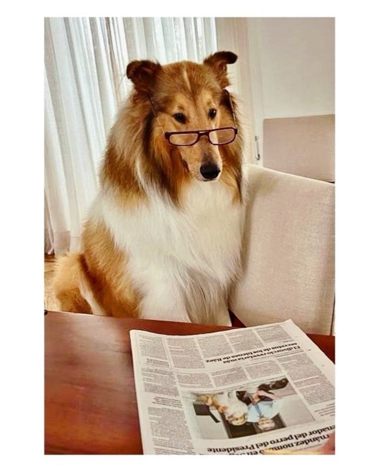 Dylan, el perro de Alberto Fernández.