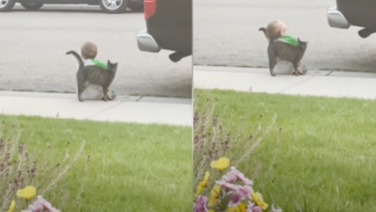 El gato de los vecinos se acerca a consolar y hacer compañía a un niño que estaba sentado solo en una acera