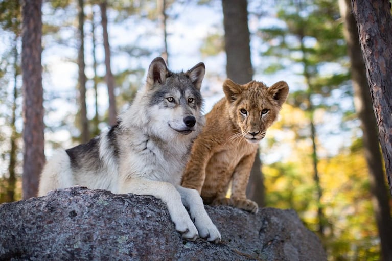 El Lobo y el León: la película francesa ideal para ver en familia ya está disponible en Netflix