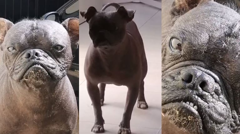 El perro que se hizo famoso en Tik Tok: “Pugitzcuintle”