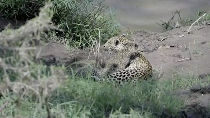 Esta fue la primera lección de natación de dos pequeños leopardos