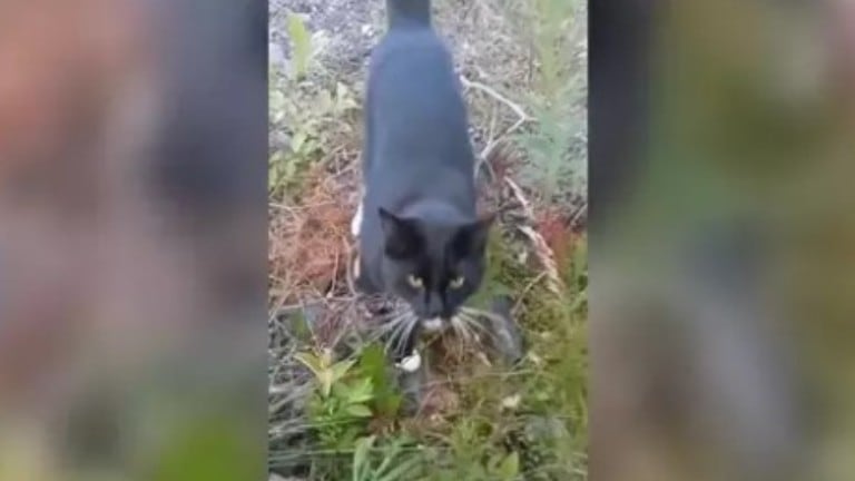 Esta mujer graba como su gato sale a recibirla todos los días