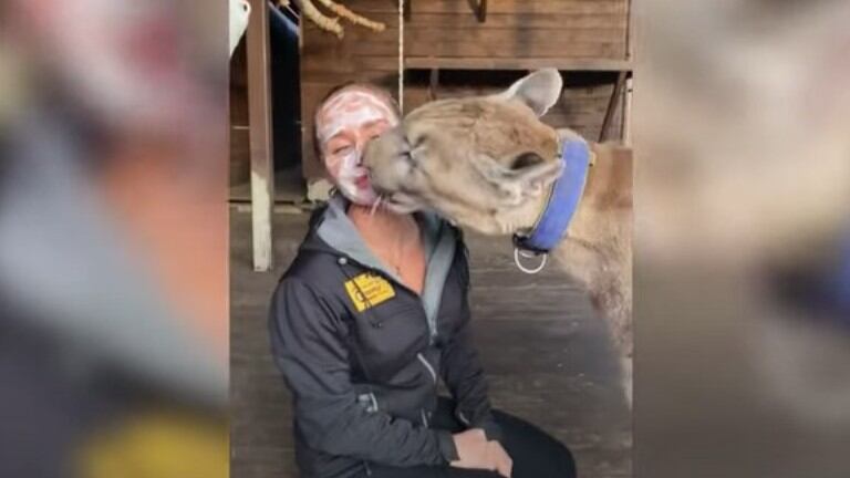 Esta mujer rusa tiene un puma como mascota