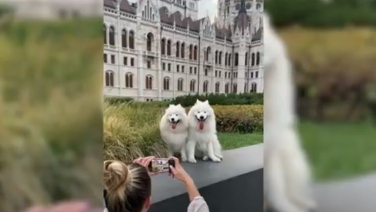 Esta mujer viaja por todo el mundo en compañía de sus perros