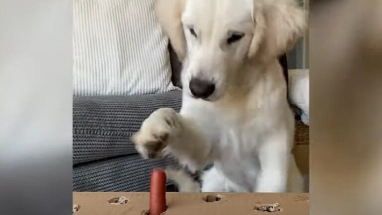 Este británico confundió a su Golden Retriever con un divertido juego que se ha hecho viral en TikTok