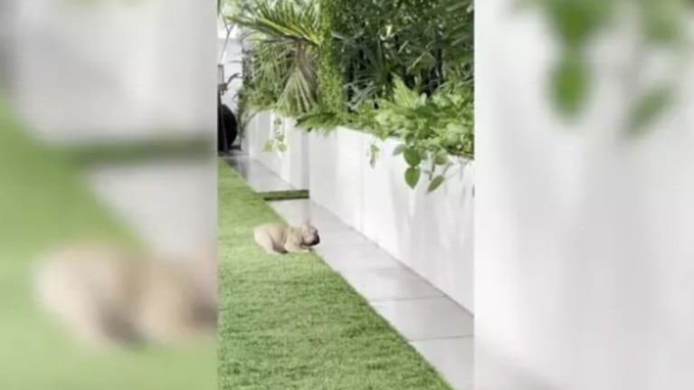 Este cachorro cree que otro perro lo persigue… y es su propia sombra
