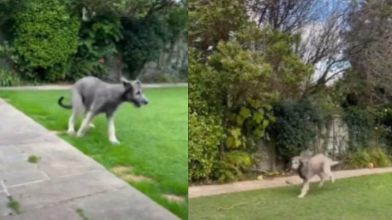 Este cachorro de lobero irlandés de 65 kilos ha causado impacto en redes sociales