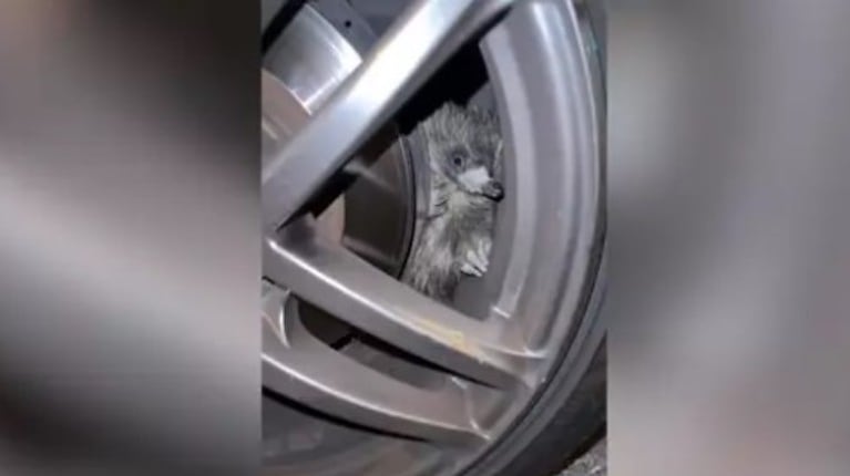 Este edquina curioso explora la rueda de un coche y queda atrapado en su interior