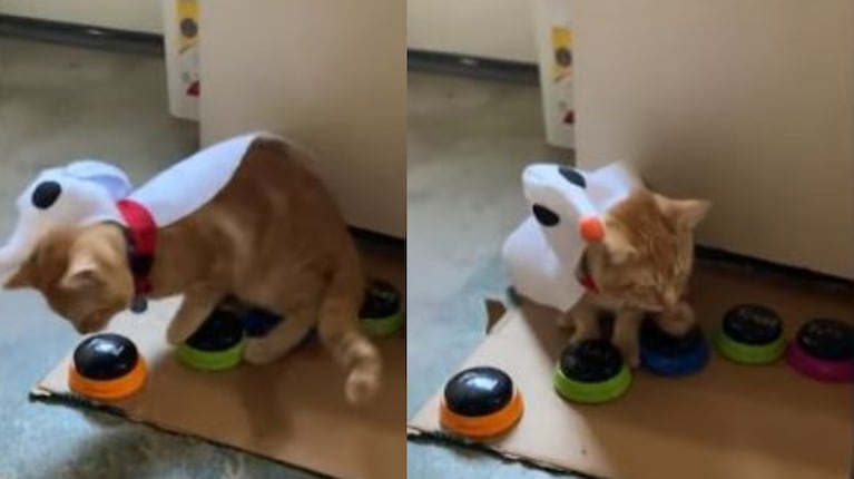 Este gato está aprendiendo a usar “botones de voz” para comunicar lo que quiere a su dueña