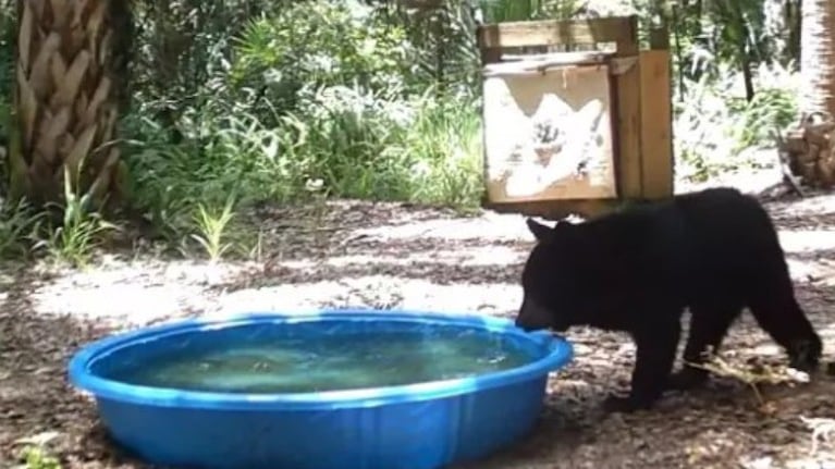 Este osezno no pudo resistir la curiosidad y se metió en una piscina