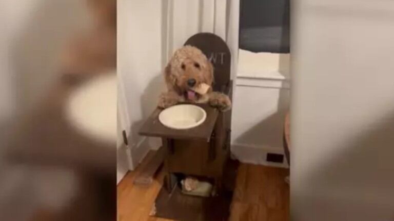 Este perro come de pie en una mesa especial por un tema de salud