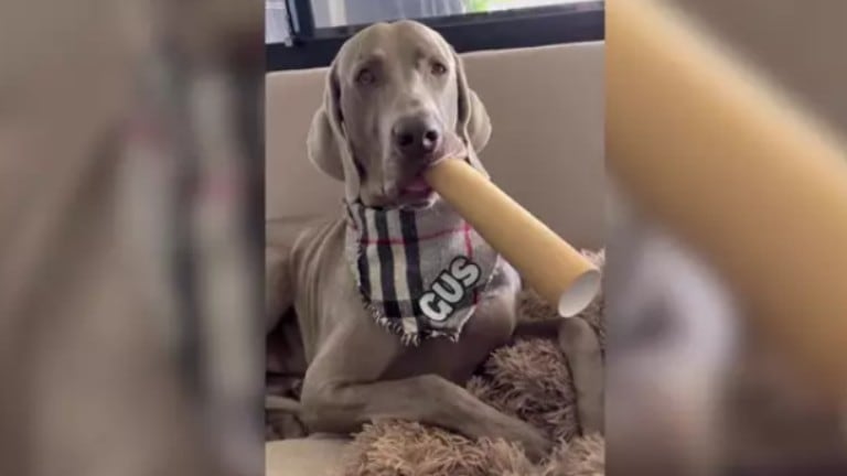 Este perro es capaz de crear música con un tubo de cartón