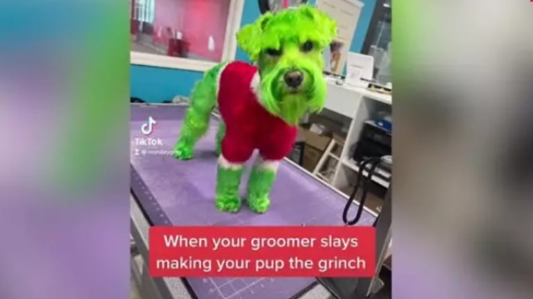Este perro se viste y maquilla como el Grinch para celebrar la navidad
