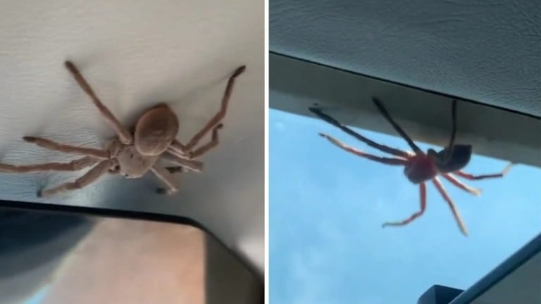 Este piloto aterriza un avión con una gran araña gigante paseándose por el techo de la cabina