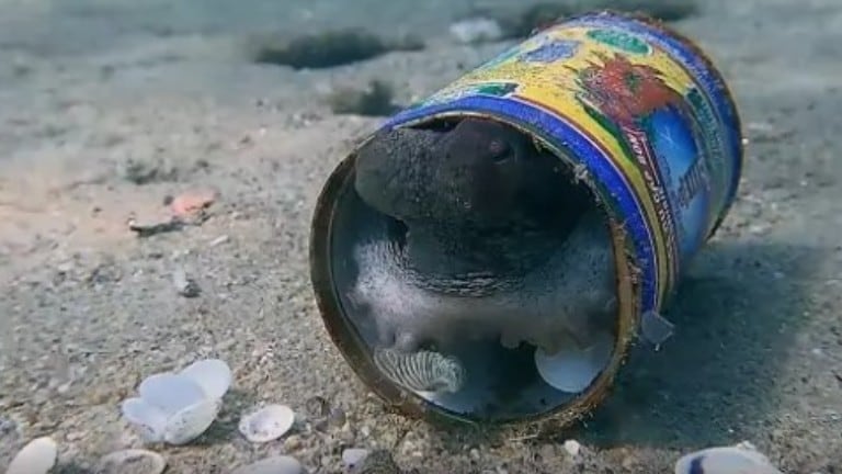 Este pulpo se lo pasa en grande con sus amigos los buzos