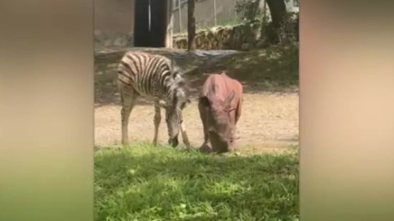 Estos animales rescatados se han convertido en amigos inseparables