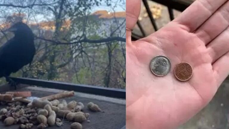 Estos cuervos regalaron a su cuidadora varios objetos de valor