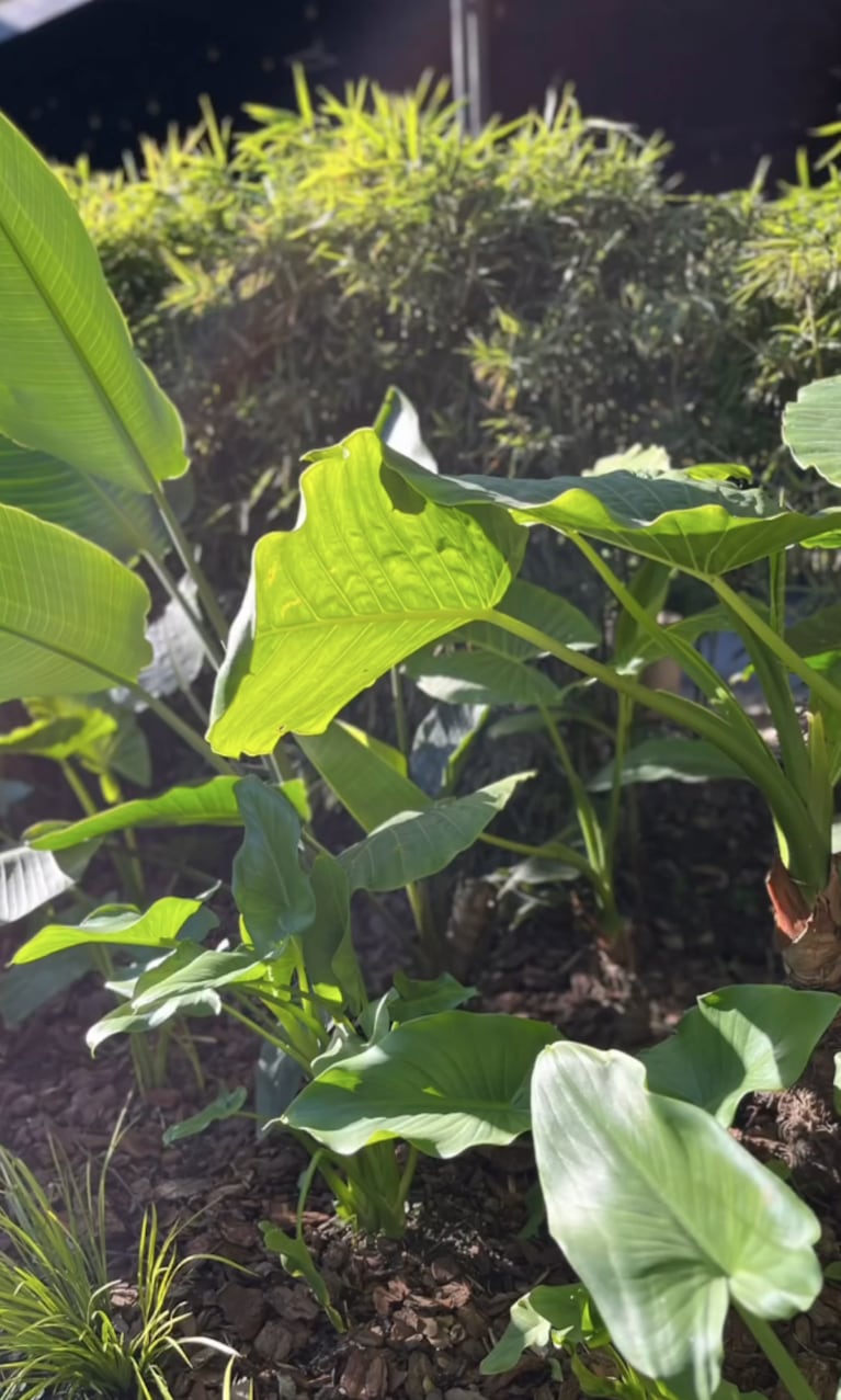 Flavia mostró cómo quedó su jardín.