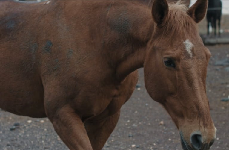 Flow estrena "Cinco Corazones", el documental contra el maltrato animal de caballos en la Argentina