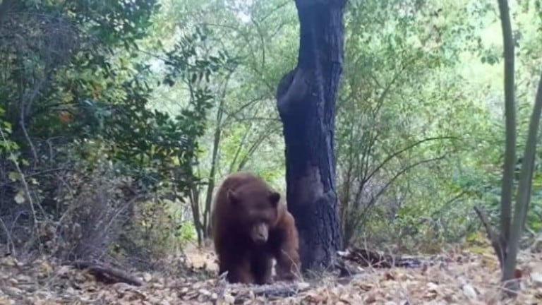 Graban a un oso echándose una siesta durante horas