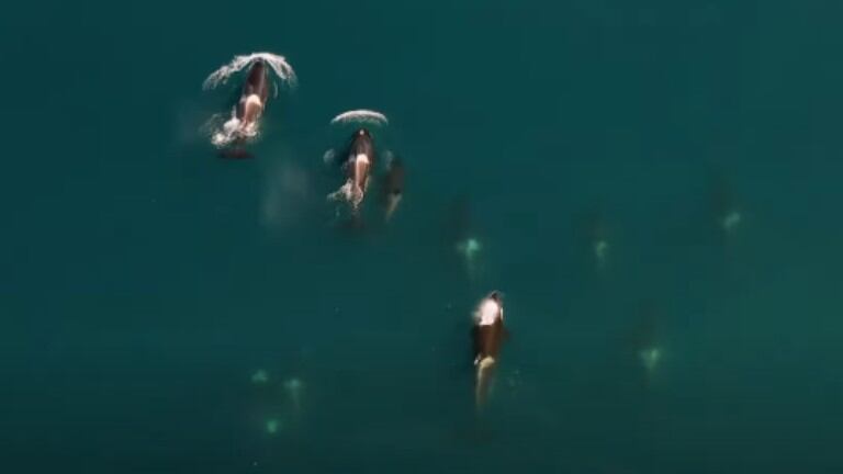 Graban el espectacular momento en que una familia de orcas se va de caza frente a la costa rusa de Kamchatka