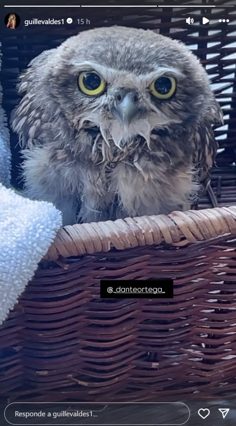 Guillermina busca un veterinario para la lechuza.