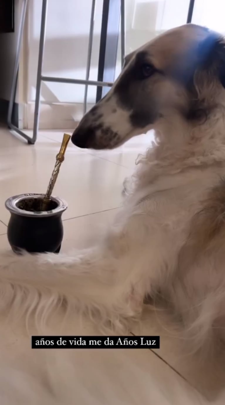 Guillermina Valdés demostró que su perro es fanático del mate: "Me da años de vida"