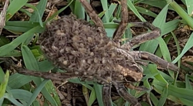 ¿Habías visto alguna vez a una araña llevando a cuestas a sus crías?