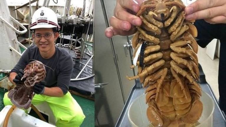 Hallan a una enorme cucaracha marina en las profundidades del mar