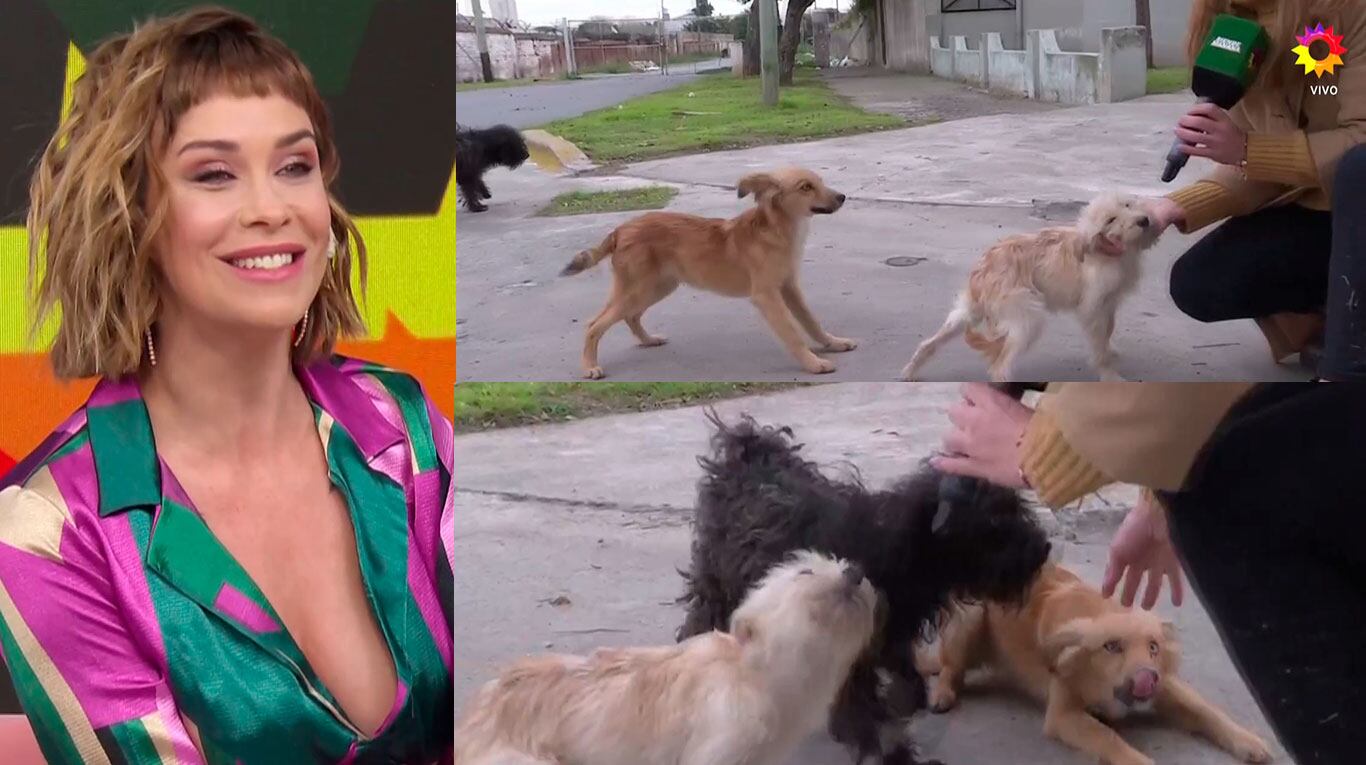 Josefina Pouso se indignó con el abandono de 5 perritos y descolocó a sus compañeros con su decisión en vivo: “Me llevo dos a casa”