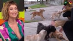 Josefina Pouso se indignó con el abandono de 5 perritos y descolocó a sus compañeros con su decisión en vivo: “Me llevo dos a casa”