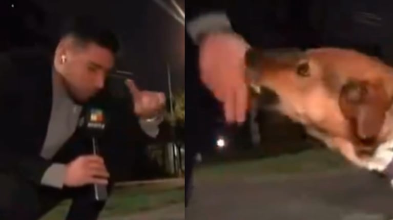 Un movilero estaba haciendo una nota con un perro callejero y el animal le mordió la mano: el video