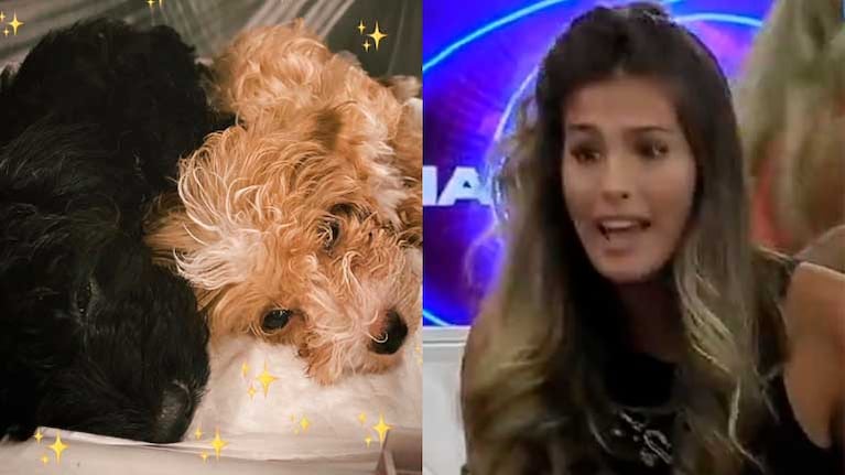 Julieta explotó al ver que los perritos de Gran Hermano se comieron su maquillaje