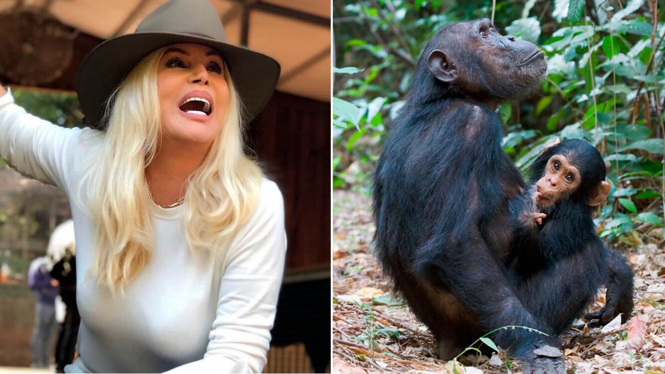 El mayor anhelo de Susana Giménez: "El sueño de mi vida es comprarme tierra en África y curar chimpancés” 