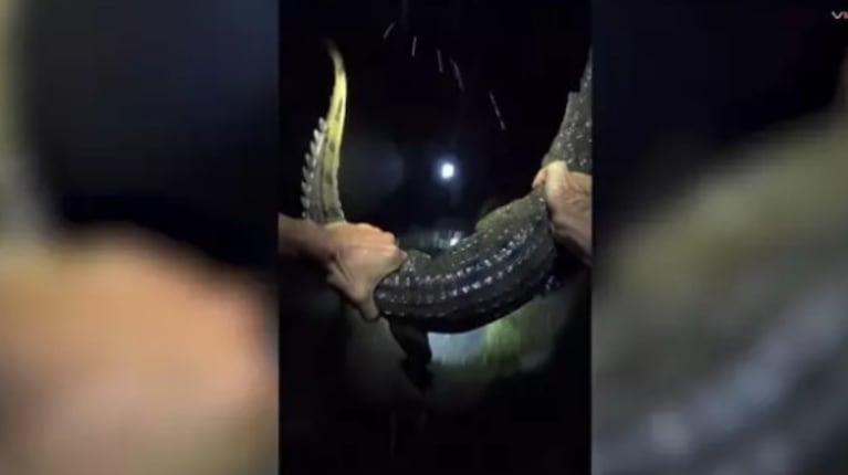 Impactante momento en el que este valiente recoge a una cría de cocodrilo