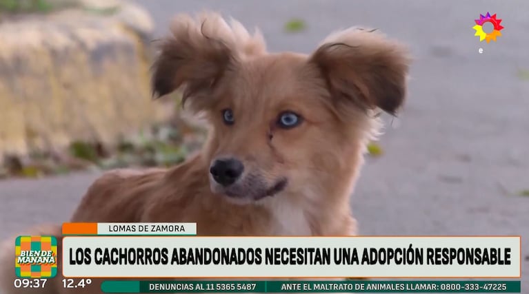 Josefina Pouso se indignó con el abandono de cinco perritos y descolocó a sus compañeros con su decisión