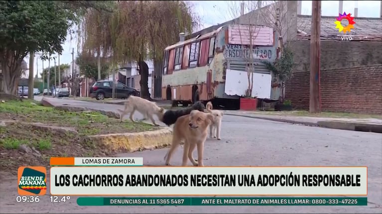 Josefina Pouso se indignó con el abandono de cinco perritos y descolocó a sus compañeros con su decisión